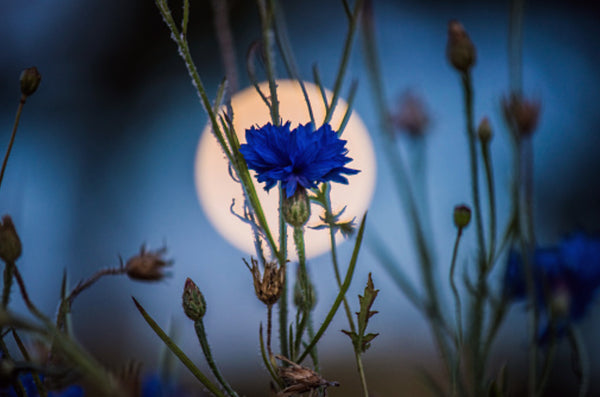 April 2022 Astrological Influences & Rituals